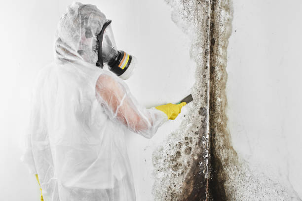 Best Black Mold Removal  in USA